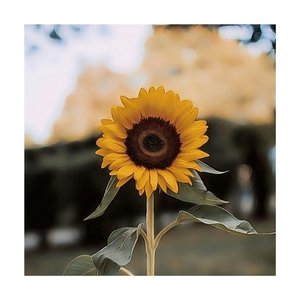 Lavender - the Senerity