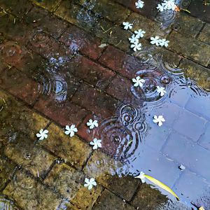 雨爱
