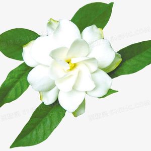 纯白茉莉 Prod.Roman x wh1tespxce