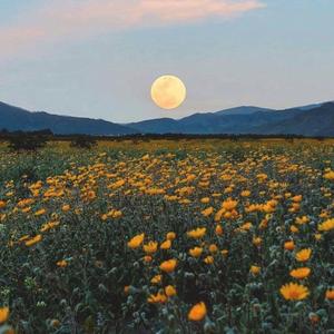 Bluf (feat. Valious)