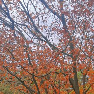 芊芊（翻自 封茗囧菌）