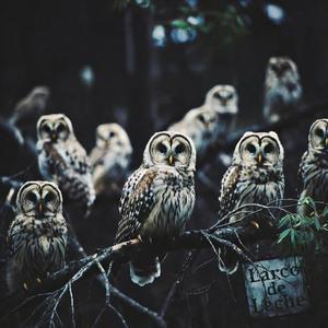 A Parliament of Owls