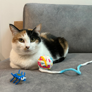 白川号で行く、白神さん家