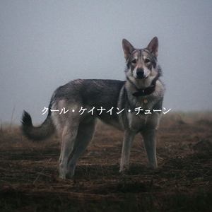 Phenomenal A Peaceful Gaze