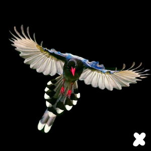 DakhaBrakah - Zainka (Dr Parnassus & Rheda Andrews Intro Edit)