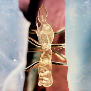 The Other Green Worm