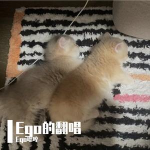 茶花开了男声版