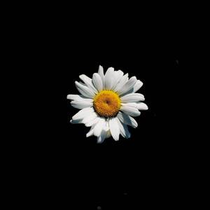 今天也想见到你