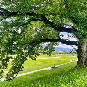 《阳光旅途中的钢琴欢歌》