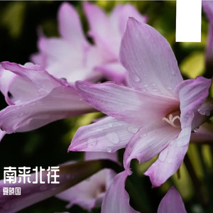 南来北往 伴奏