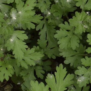 Harmonization of consciousness