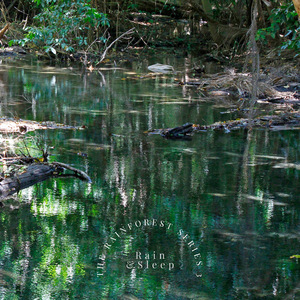 The Rainforest Sleep 7