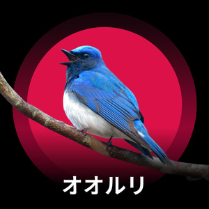 オオルリと木漏れ日のメロディー