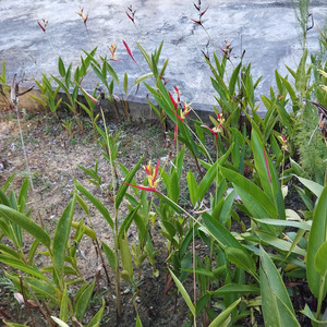 Maju Tak Gentar Sape