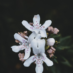 Welness and Mindfulness