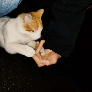 所以你睡了没-（翻唱）沙一汀el