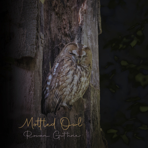 Mottled Owl