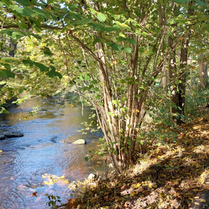 Liepu saldā ziedēšana