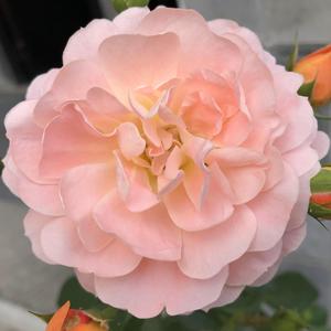 《月亮上的蝴蝶》词曲唱 赵鑫