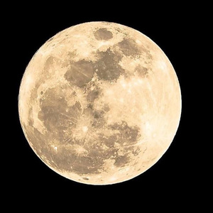 布偶猫流浪日记