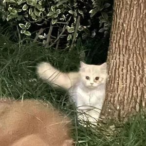 Cat in the Bush