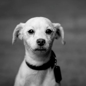 温和狗独自在家梦想