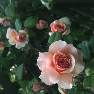 曾小琳 曾幼琳 合唱 Big Big Love MIX