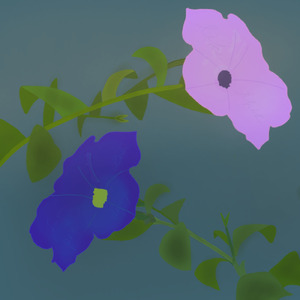 海辺のペチュニア