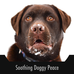 Pooch Harmony