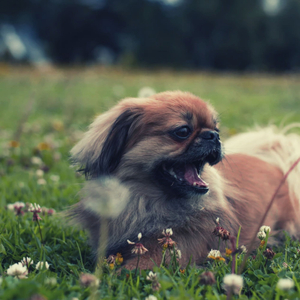 Playful (Separation Anxiety)