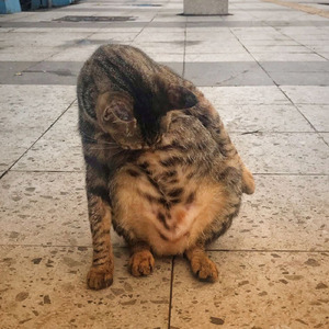 Cats Don't Know Shame