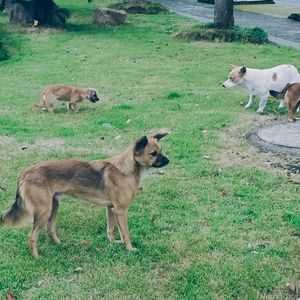 我梦见你（cover.陈立农）