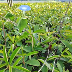 八戒八戒