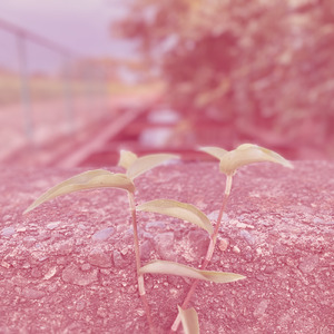 ハナミズキ (feat. 一青窈) [Cover]