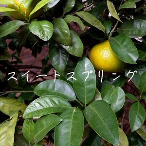 スイートスプリング