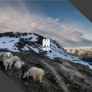 鸽子（cover 宋冬野）（翻自 宋冬野）