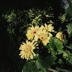 Shoebox Bloom