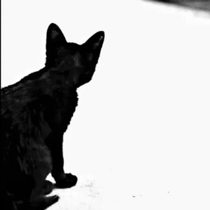 明天的报纸上刊登我死去的消息