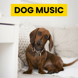 Relaxing Backdrops for Puppies Alone