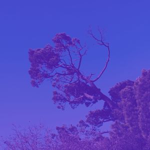 一尘不染梦印象数