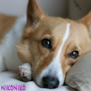 おうちですごしたい