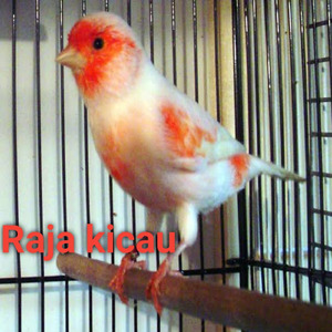 Burung Kenari Ngerol Panjang Ngoceh Cit Cuit