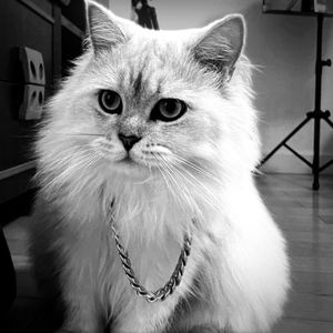 【FERR】地狱猫（Dark Type Beat)