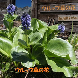 ウルップ草の花