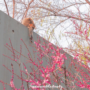 【FREE BEAT】"Spring"Jeston type beat