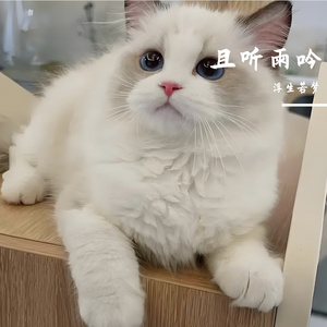 且听雨吟