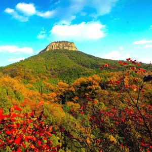 山里王