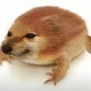情鸾