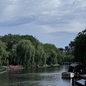 Underneath the Willow Tree