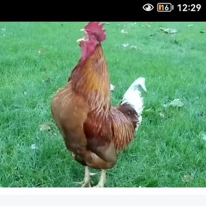 一百八十天走地鸡